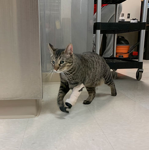 Cat walking around with the Feline Front Limb Prosthetic on its front left paw.