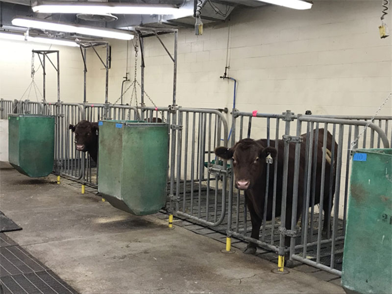 Cows standing by a Beef Feeding System