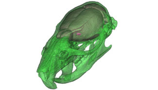Shock Tube Brain Skull Model