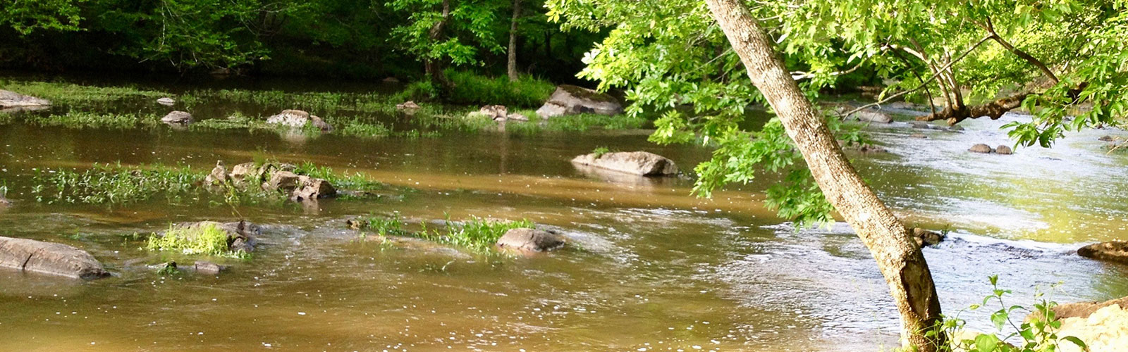 Image of a creek with trees
