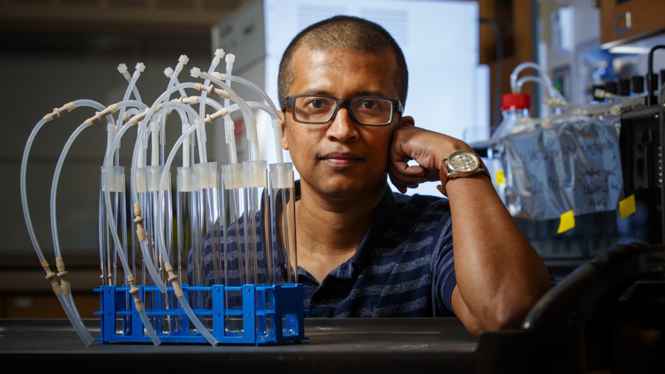 Rajib Saha, assistant professor of chemical and biomolecular engineering at Nebraska, has received a $747,855 National Science Foundation CAREER award to study how an unusually versatile bacterium can be harnessed to more efficiently break down plant waste.