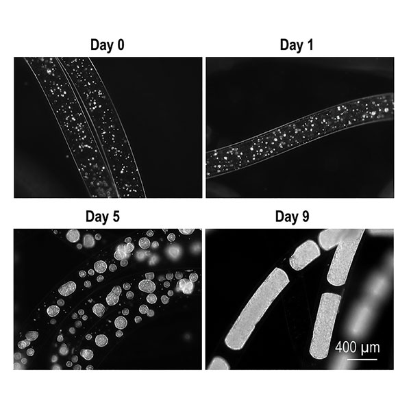 Growing human embryonic stem cells in hydrogel tubes protects them from moving media and promotes health and higher yields.