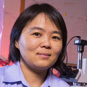 Linxia Gu, associate professor of mechanical and materials engineering, is lead author in a study that examines how improvised explosive devices impact blood vessel networks and can lead to traumatic brain injury.  (Photo by Craig Chandler / University Communications)