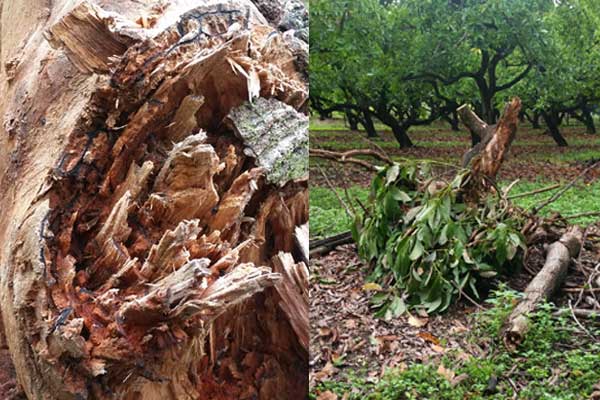 When an infected avocado tree is cut down (right), it is easier to see the blackened galleries where the redbay ambrosia beetle has spread the fungi that are killing millions of those trees in the southeastern U.S.