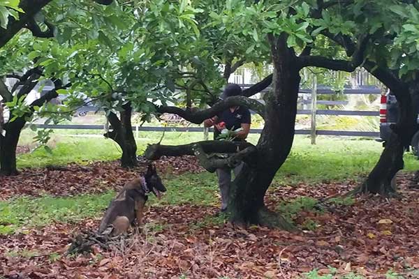 A dog, specially trained to sniff out the fungus that is killing avocado trees in the southeastern U.S., indicates that a tree in a Florida avocado grove is infected.