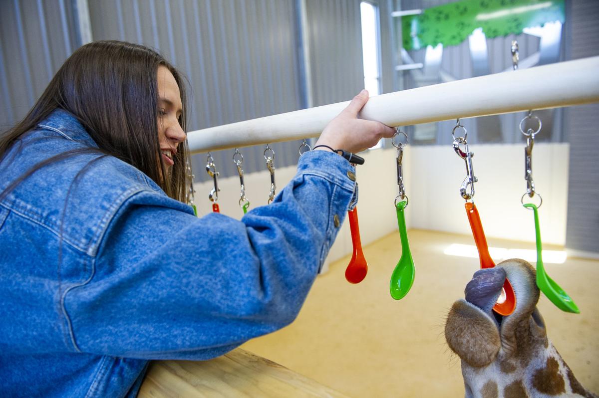 Engineering student Zoe Jirovsky watches as one of the giraffes plays with the hanging spoons toy created by Nebraska Engineering's Theme Park Design Group. (Lincoln Journal Star photo)