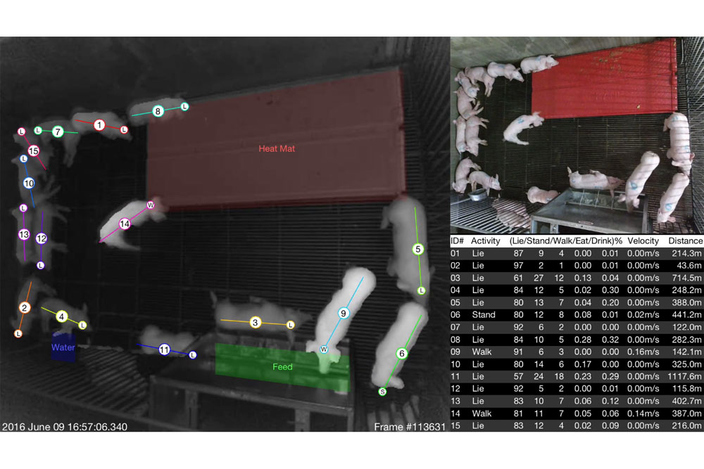 SWINDR would allow farm workers to use 3-D camera technology to monitor the health of individual pigs in livestock pens.