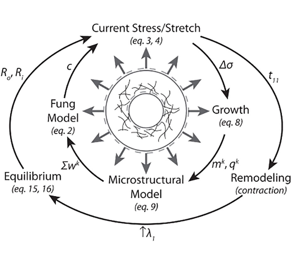 Image: Computational model of evolving lens capsule biomechanics following cataract-like surgery