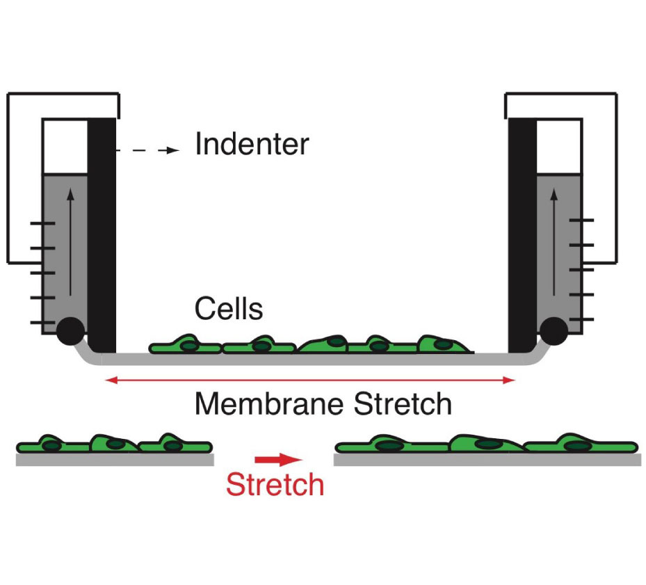 Image: Biomechanical strain as a trigger for pore formation in Schlemm's canal endothelial cells