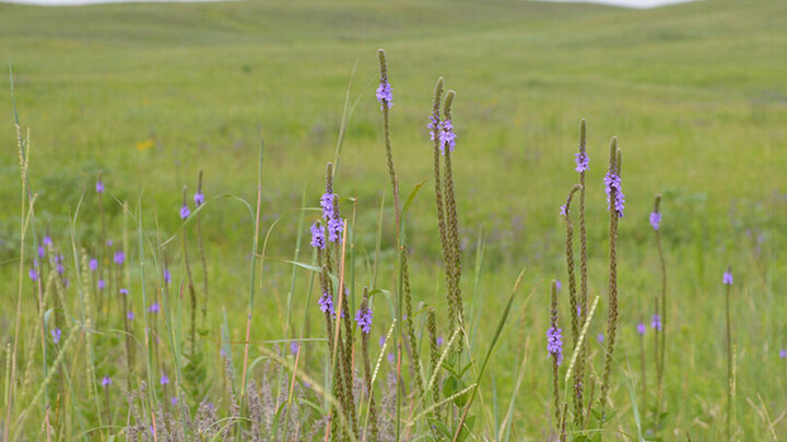 The Nebraska Environmental Trust has awarded 23 grants totaling more than $2.1 million to University of Nebraska–Lincoln projects.