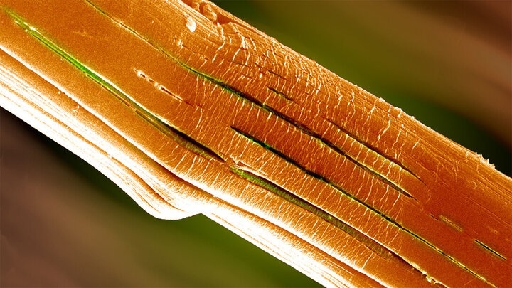 A microscopic view of a high-performance polymer fiber after bending.