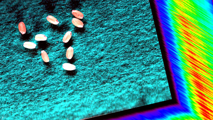 A close-up of a hyperspectral data cube, or hypercube, a form of data readout that captures both the 2D spatial dimensions of seeds and a range of wavelengths reflecting from those seeds.