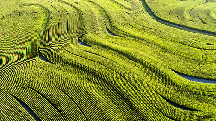 An aerial shot of a cornfield in southwestern Lancaster County, Nebraska.