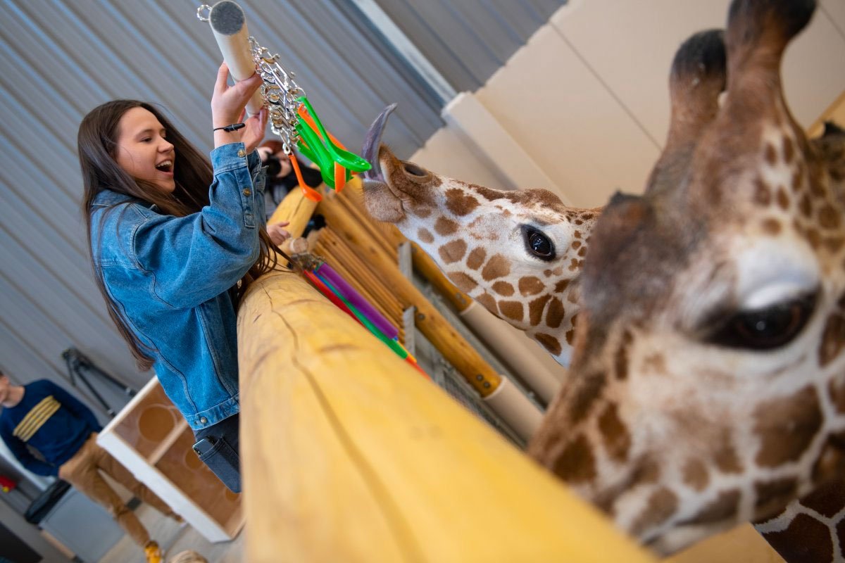 Photo of young woman offering a toy to a giraffe in the local zoo
