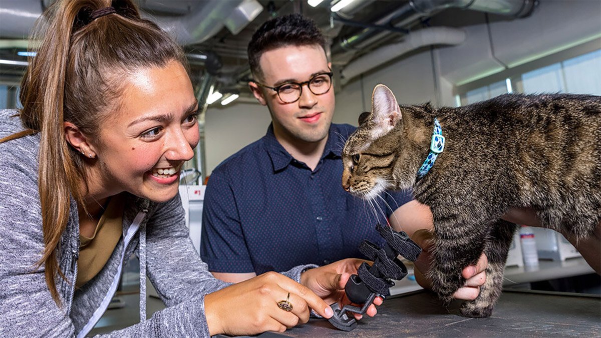 Two students help a brown cat try on a new prosthetic for a missing left leg.